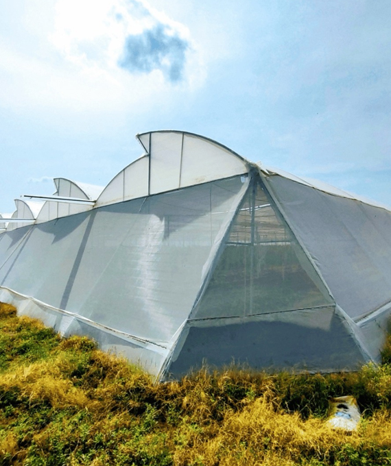 OVPH Polyhouse